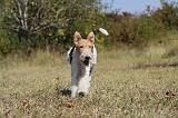 FOX TERRIER 087